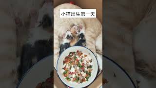 第二代流浪猫出生的第一天