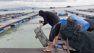 17/12/2020 Angkat BUBU Sembilang at Sangkar Pulau Aman Penang