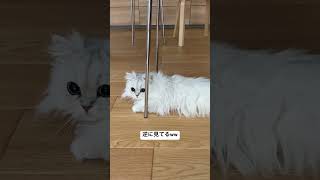 見られてる！まんまるおめめがチャームポイントのペルシャ猫 #shorts