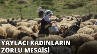 Yaylacı kadınların zorlu mesaisi
