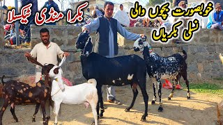 Top Class Bacho Wali Bakriyan Taxila Bakra Mandi Update 32-1- 2025