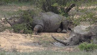 Niezwykly Swiat - RPA - Hluhluwe Imfolozi Park cz 2