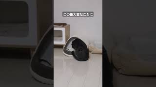 電気のいらない保温ベッドとけりぐるみ #カインズ #けりぐるみ