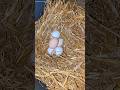 The Chickens Finally Know Where To Lay!! #chickeneggs