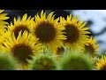 座間市のひまわり畑 2022年 夏 【4k】　 sunflower