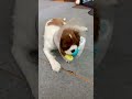 キャバリアの子犬　ハムちゃん　ボール遊び　術後　2020.8.6 cavalier king charles spaniel