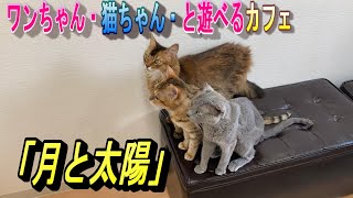 第3弾　（京都宇治編）紹介　ワンちゃんと猫ちゃんと遊べるカフェ「月と太陽」dog＆cat　cafe　に行ってきました。#犬#猫#ワンちゃん#猫ちゃん#ドッグカフェ#猫カフェ#遊ぶ#ペット