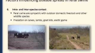 Dr. Lindsey Holmstrom - Feral Swine and Foreign and Emerging Animal Diseases