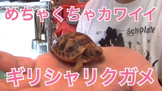 ギリシャリクガメがめちゃくちゃカワイイ件