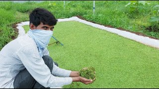 Azolla A Complete Feed for Desi Poultry