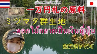 1万円札や和紙の原料となるミツマタの群生地を見てきましたวัตถุดิบสำหรับใช้ผลิตธนบัตรและกระดาษเขียน มิสึมะทะ (ชื่อดอกไม้)