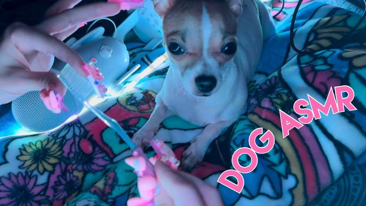 Dog Brushing Asmr рџђ Youtube