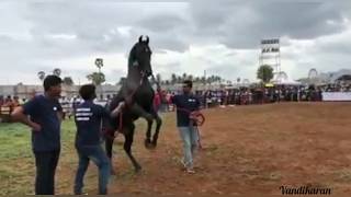 ANTHIYUR HORSE FAIR / HORSE SHOW அந்தியூர் குருநாதசுவாமி கோவில் தேர்த்திருவிழா