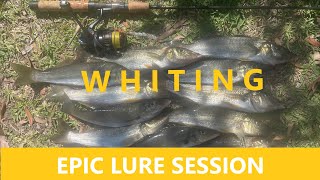 Catching whiting on lures