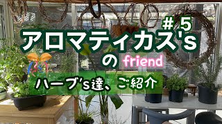 【アロマティカス'sのfriendご紹介】多肉初心者/ハーブ'sご紹介/やらかした