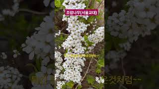 [SNUE-P043] #이팝나무 와 다름 #관상용 #조팝나무(Spiraea prunifolia)  뿌리에서 #아스피린 원료추출 #서울교대 #생태감수성 #shorts