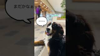 駅で飼い主を待っているバーニーズ【前編】