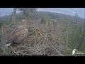 zorro brings hey but dropped before land in nest jūras ērgļi sea eagles jan 24 2025