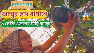 মাত্র ১ টাকা খরচে - মিষ্টি কুমড়ার ফলন হবে দ্বিগুণ | মিষ্টি কুমড়া চাষ পদ্ধতি | Misti Kumra Chas