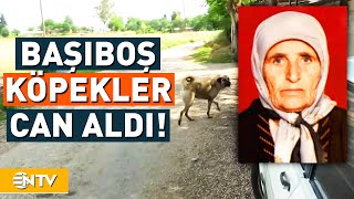 Başıboş Köpeklerin Saldırdığı Yaşlı Kadın Hayatını Kaybetti! | NTV