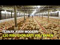 SUKSES TERNAK AYAM MODERN TANPA BAU KOTORAN DAN UNTUNG BERLIPAT GANDA