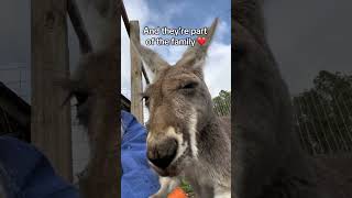 Man saving kangaroo