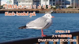 蒲郡市の竹島埠頭緑地で羽を休める渡り鳥『ユリカモメ』（スマホ撮影） -Xperia5Ⅲ Smartphone shooting- Black-headed gull on the wharf