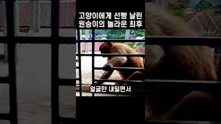 감히 고양이를 건드렸던 원숭이의 놀라운 최후