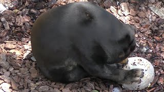 キョウコさん 、今日のお昼ご飯は果物ばかりですね?　Kyoko-san, today's lunch is all fruits, right?　　2022年7月29日