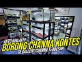 KHILAF!!! BORONG IKAN PREDATOR CHANNA KONTES!!! DI GALLERY CHANNA TERBESAR SE-INDONESIA!!!