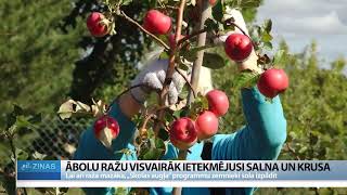 ReTV: Ābolu ražu visvairāk ietekmējusi salna un krusa