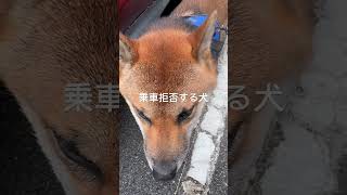 笑顔で乗車拒否する漢#shiba #prettydog