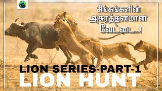 Lion hunt | Lion series | part-1 | Tamil | How lions hunting and eating their prey | Lion | BioWorld