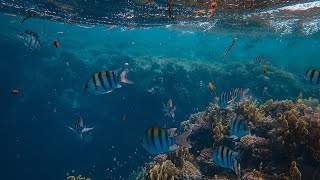 under water scene | beautiful scenery under see | species under water