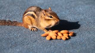 Chipmunk Eating Almonds