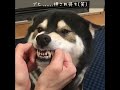 【柴犬大河のブヒブヒ】鼻歌をブヒーっと歌う柴犬