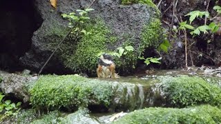 山中湖 大洞の泉のヤマガラの水浴び　その８（4K動画）