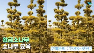 [신바람 플랜트 협력농가 판매상품 - 황금소나무 소나무 묘목 - 접목묘/포트묘/분묘 ] 시골집매매, 농가주택매매, 전원주택부지 매매