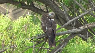 H0155　大分川　ビントはこの場所がお気に入り（トンビ）Oita River　BINTO likes this place (Wild black kite)