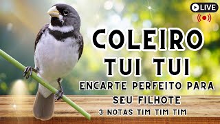 Coleiro tui tui tim tim arretado!