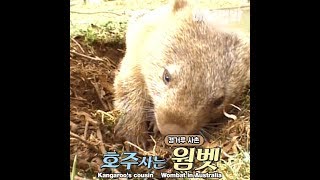 겁나 똥똥한데 초식동물이래ㅋㅋ캥거루 사촌 웜벳 들어봄?!