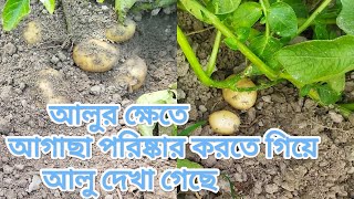 আলুর খেতে আগাছা পরিষ্কার। Clean the weeds to potatoes land