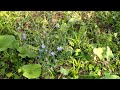 chicory cichorium intybus