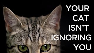 Why Your Cat Pretends to Ignore You