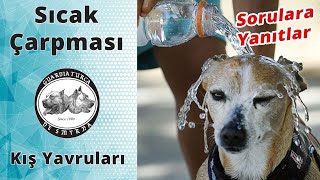 Sıcak Çarpmasına Dikkat - Kış Yavruları -Sorulara Yanıtlar - Tarih - Film Önerileri