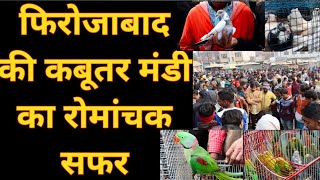 फिरोजाबाद की कबूतर मंडी का रोमांचक सफर || Firozabad ki Kabootar Mandi || Firozabad kabootar ||