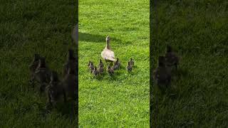 Cute Duck Family 🦆 Ördek Ailesi #short #ducks #animals #cute #funny #ördek #vlog #hepsigerçek