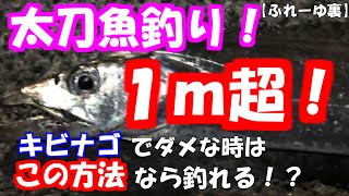 【ふれーゆ裏③12月】１ｍ超の太刀魚！ｷﾋﾞﾅｺﾞでダメな時はこの方法！＆泳がせ釣りで青物狙い！ｼｮｱｼﾞｷﾞも！