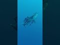 shark closeup longimanus oceanic whitetip in the red sea