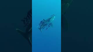 Shark CLOSEUP (Longimanus/Oceanic Whitetip) in the Red Sea